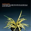 제7회 한국춘란엽예품전시회 | 2019 가을 전국대회 수상작 감상 Ⅱ