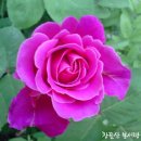 (주)코람데오 이미지