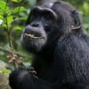 아픈 침팬지 약초를 찾아먹다 이미지