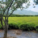 보성백록다원 이미지