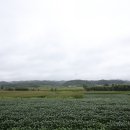 용성농장 이미지