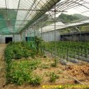 능안농장 이미지