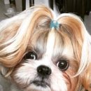 커휘 이미지