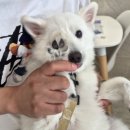 훈미용실 - 공주시 | 원주 훈그루밍 강아지 미용, 이렇게까지 꼼꼼하다고? 애견목욕 반전 후기
