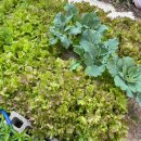 창대사료 이미지