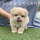 부산애견호텔 강아지유치원 펫퍼센트&코모네하우스 이미지