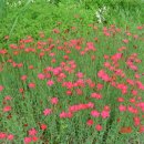 로즈화이트 이미지