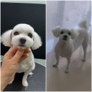 까끼애견미용 이미지