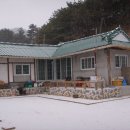 강아지본부 이미지