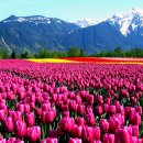 꽃의나라 이미지