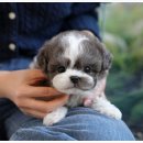 강아지고양이 미유펫 청주점 이미지