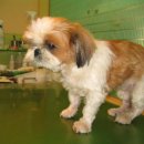 신영동물병원 이미지