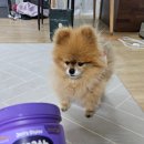 제리펫 | 13살 노견 포메라니안이 잘 먹은 제리스타일스 호흡기 영양제 후기