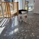 토비네 살롱 이미지