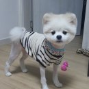 준펫 | [준펫샵]중곡동 강아지미용후기 고양이미용 전문 준펫샵 / 새끼 고양이 전문 분양샵(엄마 고양이 확인...