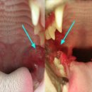 지음동물의료센터 이미지