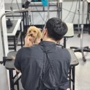 옥천애견미용 네이버블로그