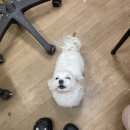 개묭실 이미지