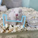 펫엔글라이더 인천점 이미지