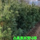 청운조경 이미지