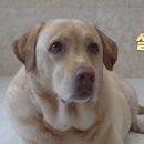 종례농장 네이버블로그
