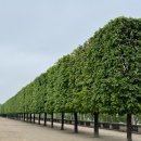 마르스수제버거 | 신행 ep.7 오랑주리~루이비통&amp;아뜰리에슈 쇼핑~에펠 야경