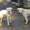 댕댕이집 이미지