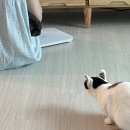고양이의 봄, 묘랑묘랑 | And, July?