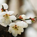 노루목향기 이미지