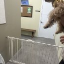 댕그레 | 수원 애견유치원 호매실에 있는 댕그레 강아지유치원 솔직후기!