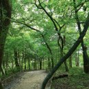 숲의 소리 이미지