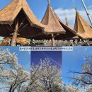 안심밥상퀴즈쇼 | 서울 근교 렛츠런 파크 벚꽃축제 위치 및 이벤트 푸드트럭 드론쇼 꿀팁