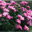 유성농장 이미지