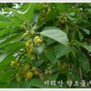 산약초 동의보감 이미지