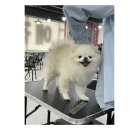 지니펫애견미용학원 이미지