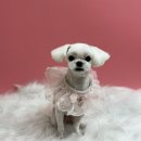 또왕또왕 Dog Salon 이미지