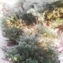 마더스 가든 이미지