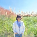 순광꽃농원 | 양주 나리농원(나리공원) 방문후기(10월 8일 현재 상황)