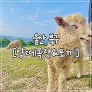 《울산 양떼목장》 체험/캠핑/피크닉 나들이,야외가볼만한곳