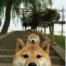 다단