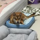 이브링 | 호떡이의 첫 번째 생일날 l 강아지 생일파티, 주문제작 강아지 케이크, 선물