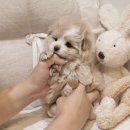 소라환경 | 불로동강아지무료분양 말티푸 소라