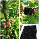 청해농원 이미지