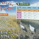 강촌우렁이