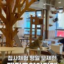 냥이 싸롱 이미지