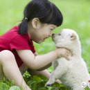 오수 펫 추모공원 네이버블로그
