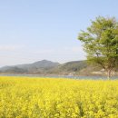진월 돈탁마을 숲 이미지
