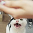 도도한 개냥이 이미지