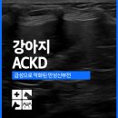 옥천동물병원 | 옥천 24시 동물병원 강아지 신부전/ACKD 급성으로 악화된 만성신부전 치료 후기