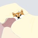 이불 속 댕댕이 이미지